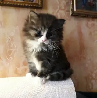 Котята в добрые руки орел авито