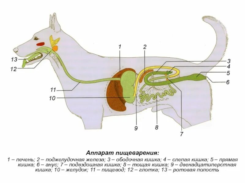 Схема расположения органов пищеварения собаки. Поджелудочная железа собаки анатомия. Схема органов пищеварительной системы у собаки. Схема пищеварительного аппарата коровы. Поджелудочная железа свиньи