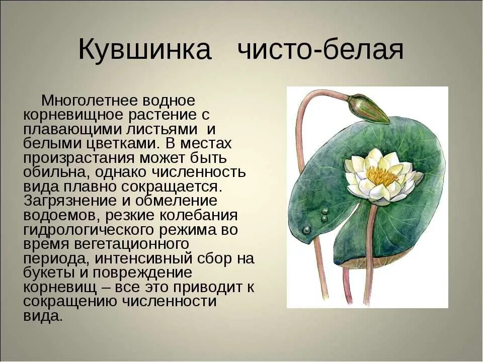 Кувшинка белая текст. Кувшинка растение удмуртии. Растения кувшинка занесена в красную книгу. Кувшинка белоснежная красная книга. Кувшинка белая текст.
