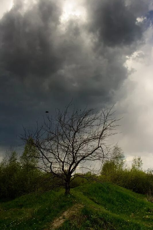 Весенняя гроза. Перед грозой. Грохот летних бурь. Природа перед грозой. Стихотворение тютчев как весел грохот