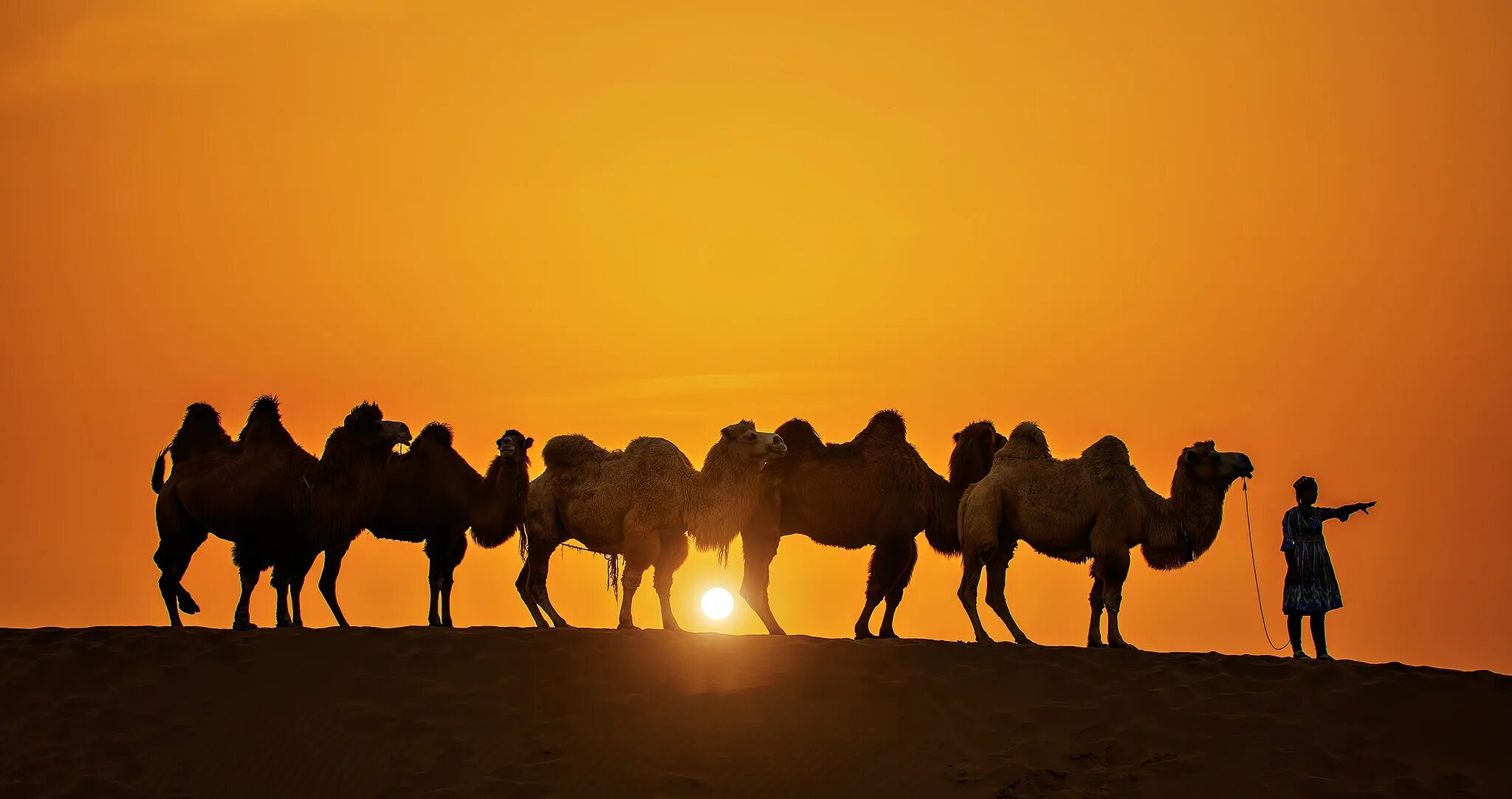 Найти караван. Camel caravan. караван верблюдов монголия. верблюды караван вади рам. караван иран.
