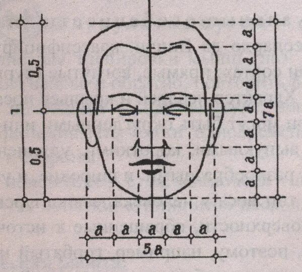 У взрослого человека размер головы занимает. Размер лица человека. Пропорции лица человека схема. Высота и ширина головы человека. Схема рисования портрета.