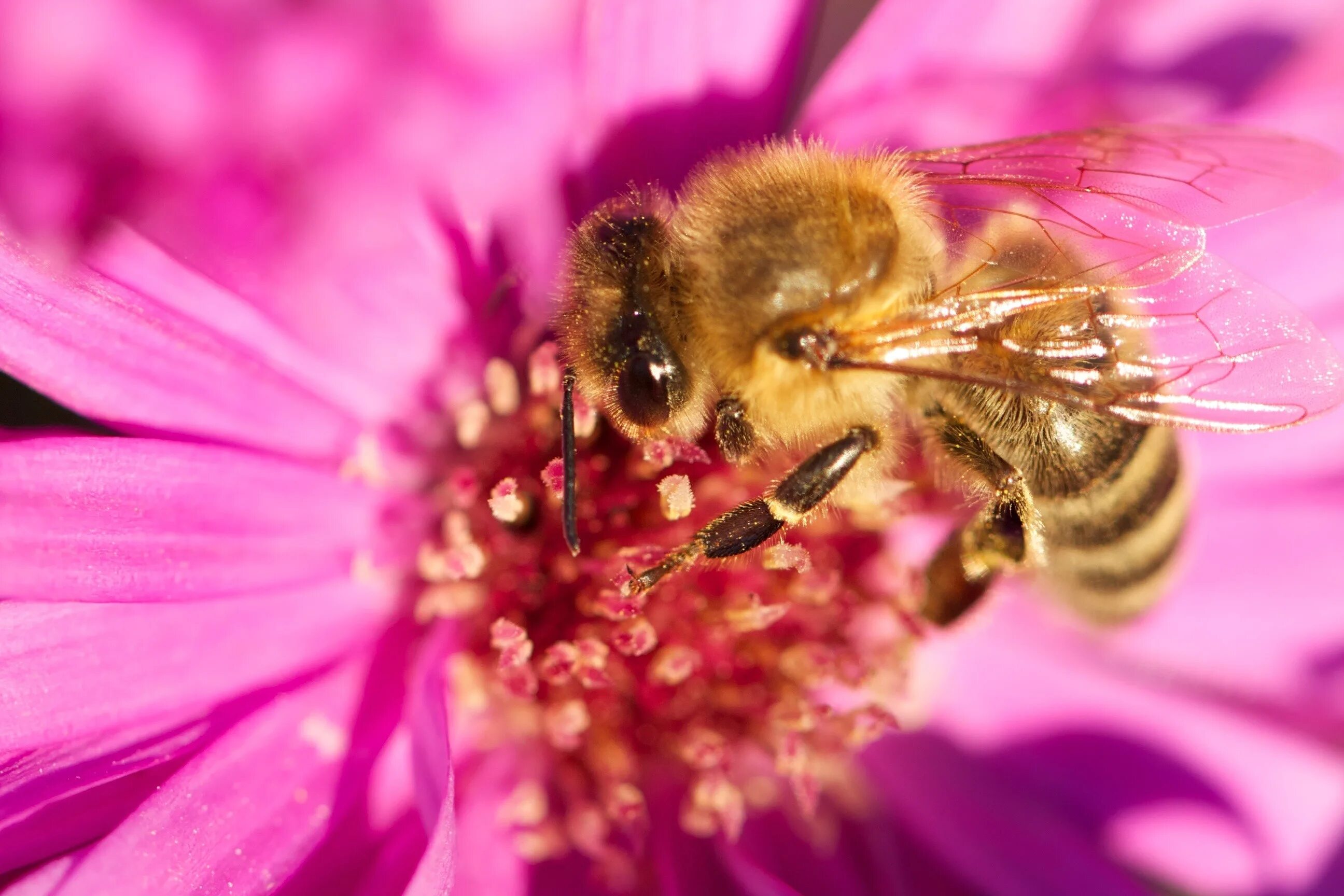 Розовая пыльца. Пчела на цветке. Розовая пчела. Нектар цветов. Пчелы красивые фото.