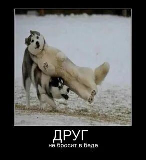 Кину другу