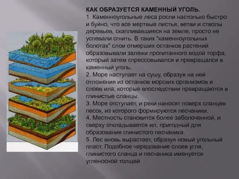 Залежи каменного угля в каменноугольном периоде. Образование каменного угля. как образуется каменный. образование каменного угля сообщение. как образовался каменный уголь.