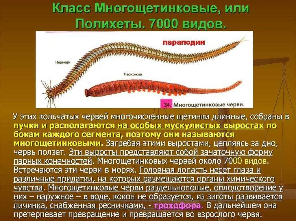 Дать характеристику кольчатым червям. Тип кольчатые черви класс Малощетинковые. Многощетинковые черви и Малощетинковые черви. Малощетинковые черви щетинки. Кольчатые черви пиявки строение.