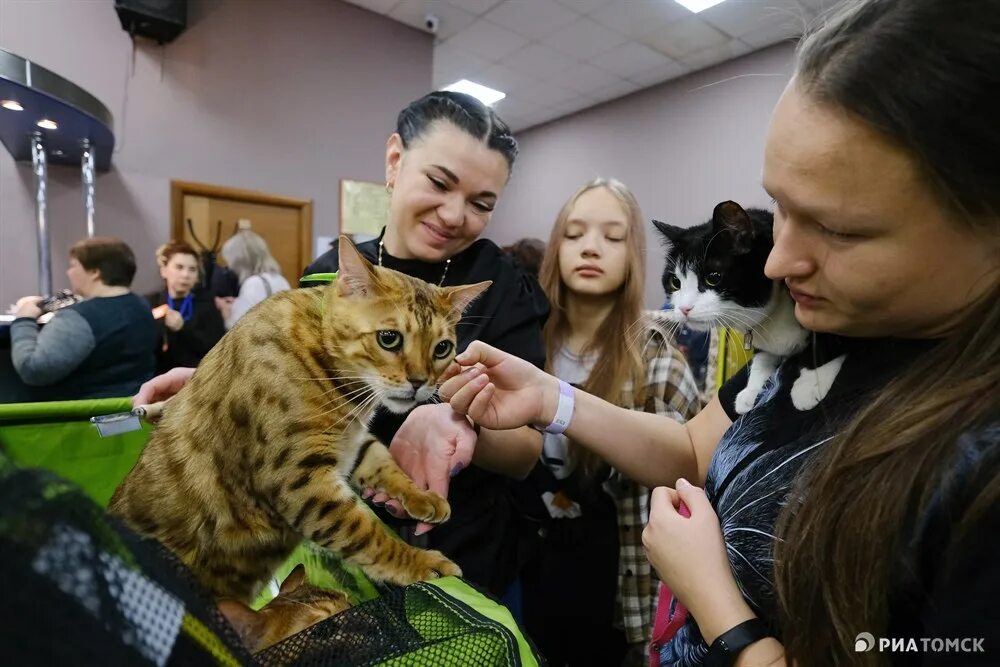 Выставка кошек. Выставка кошек ВДНХ. Выставка кошек Нижнекамск. Выставка кошек в Томске 2024.