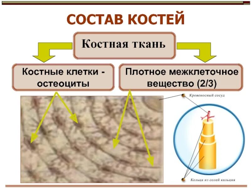 Состав костной ткани человека. Состав костной ткани. межклеточное вещество костной ткани состоит. костная ткань клетки и межклеточное вещество. состав кости.