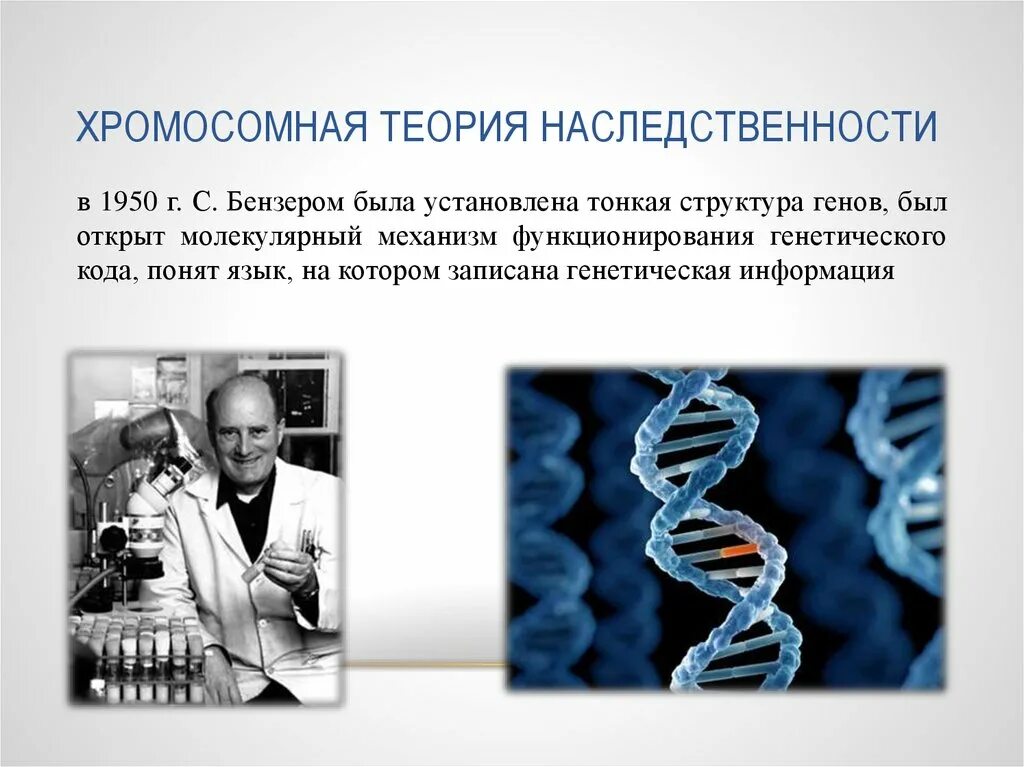 Теория наследственности. Хромосомная теория. Хромосомная теория Моргана. Хромосомная теория наследственности Моргана. Учение о наследственных