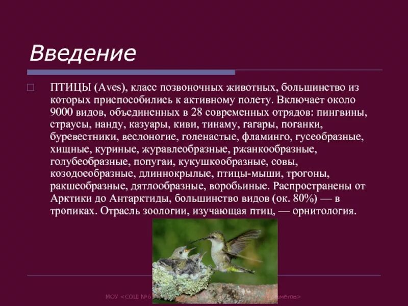 Значение птиц биология 7 класс. Общая характеристика птиц. Птицы класс позвоночных животных. Класс птицы общая характеристика. Класс птицы Aves презентация.