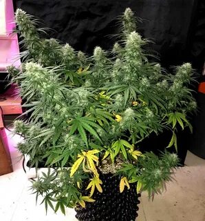 Auto plant