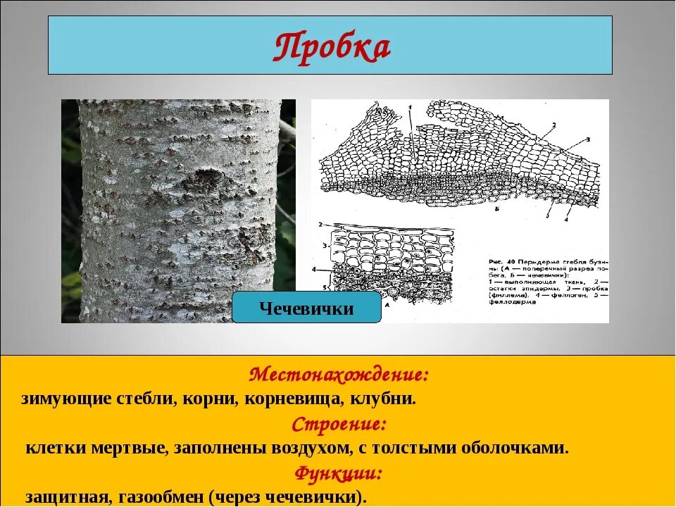 Пробка выполняет функцию. Пробка выполняет функцию