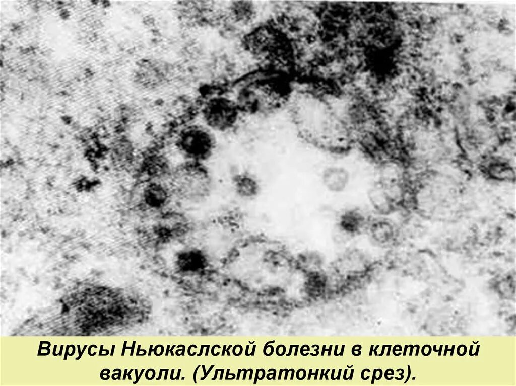 Против ньюкаслской болезни. Псевдочума птиц болезнь Ньюкасла. Болезнь Ньюкасла возбудитель. Вирус болезни Ньюкасла.