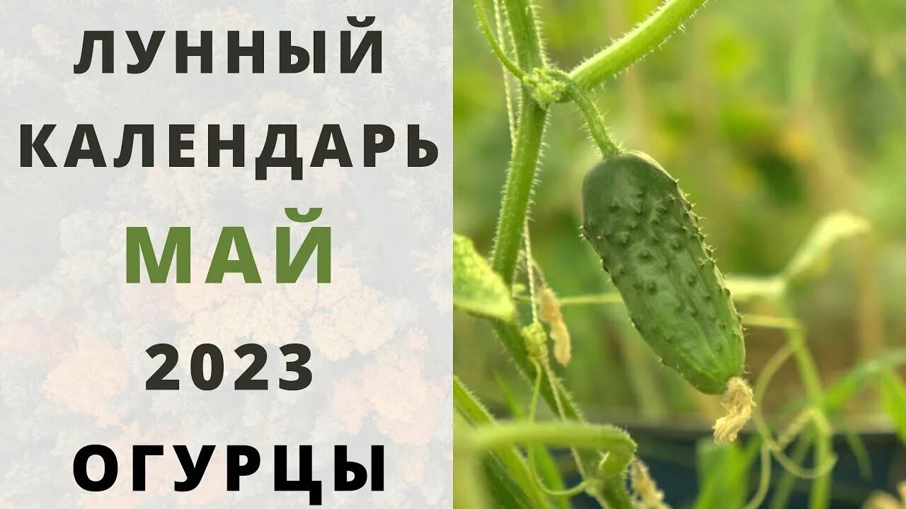 Посадка огурцов в апреле. Лунный календарь для огурцов. Когда лучше сеять огурцы. Посев огурцов на рассаду в апреле 2023. Когда сеять огурцы в марте 2024 года