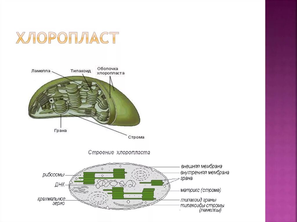 Хлоропласт изображен