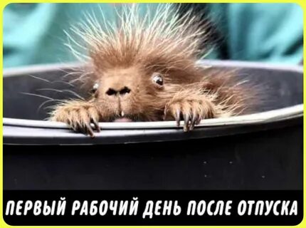 Смешная картинка после отпуска
