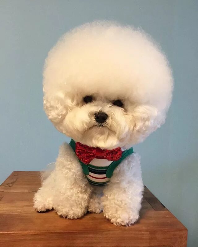 Bichon Frise. A white Bichon Frise focus at something , #Ad, #Frise, #Bichon, #f