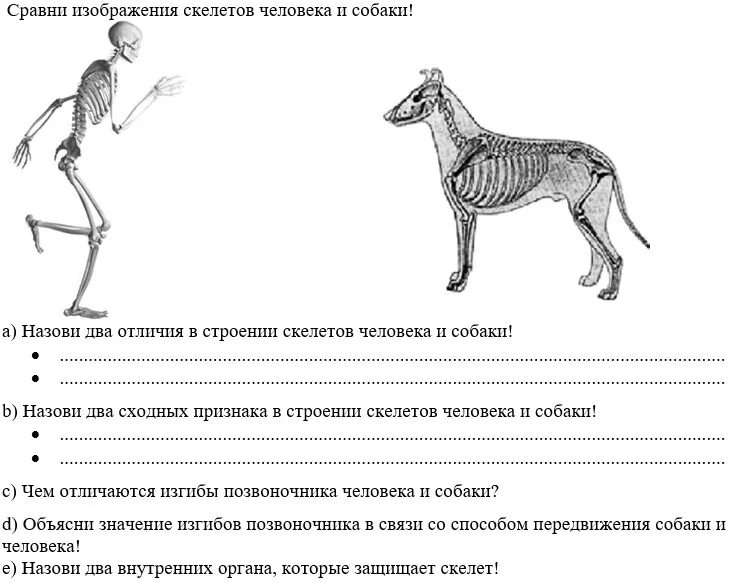 Скелет собаки. Скелет человека и собаки. Скелет человека и собаки сравнение. Сходство человека и собаки скелет. Что определяет скелет