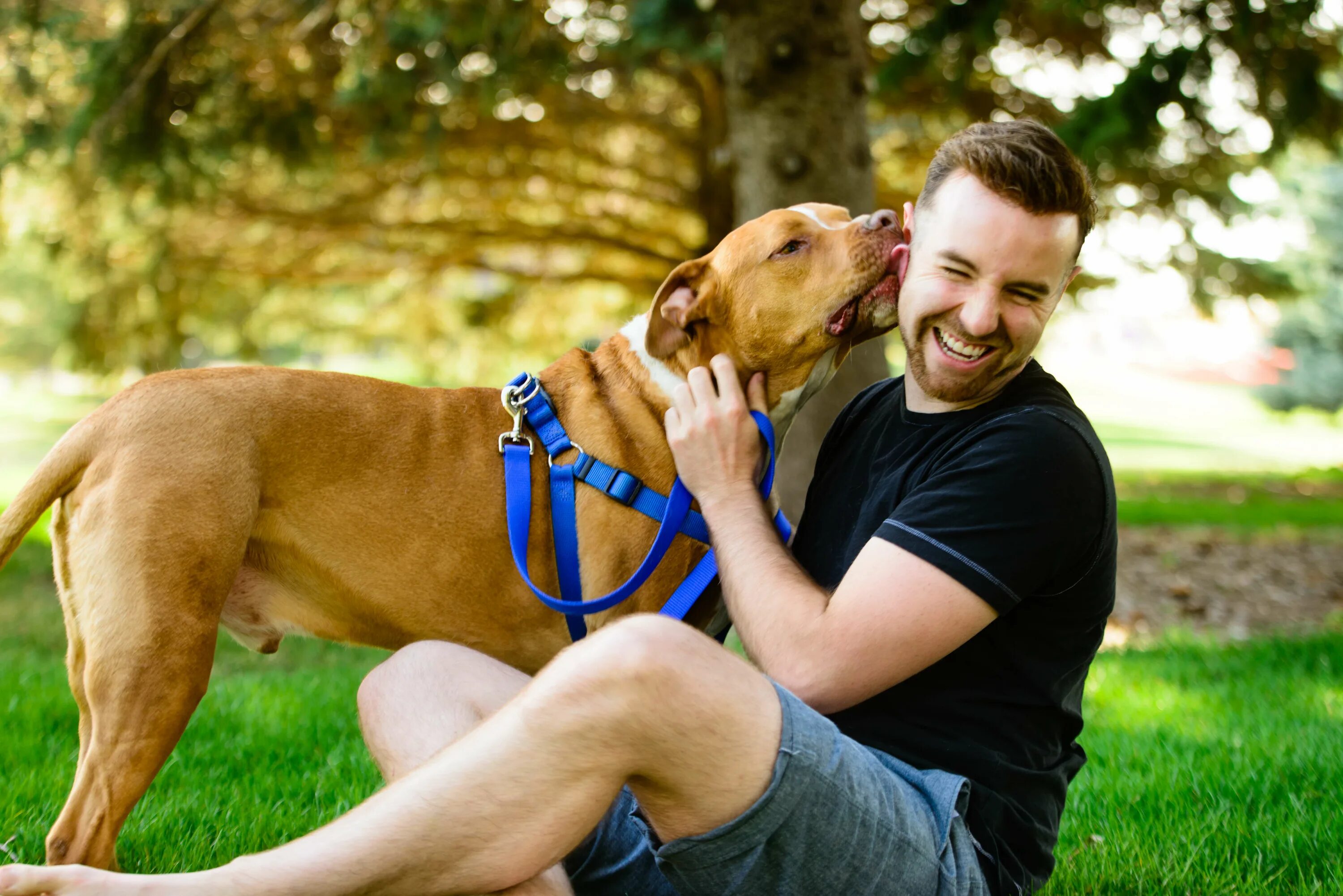 Good pets than dogs. Хозяин собаки. Парень с собакой. Человек с собакой. Питбуль с хозяином.