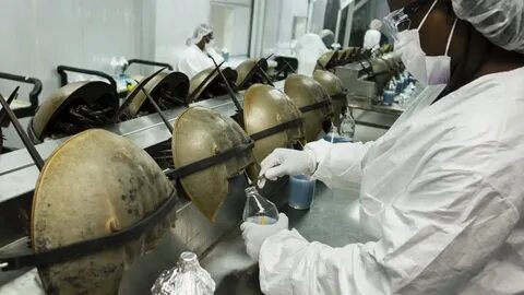 Зачем доят мечехвостов