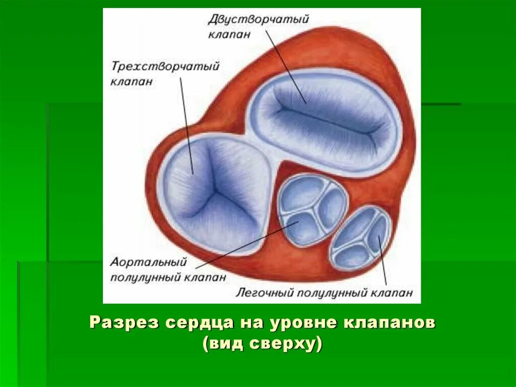 Какую функцию выполняют створчатые клапаны. Строение двухстворчатого клапана. Строение сердца трехстворчатый клапан. Трёхстворчатый клапан строние. Строение сердца трикуспидальный клапан.