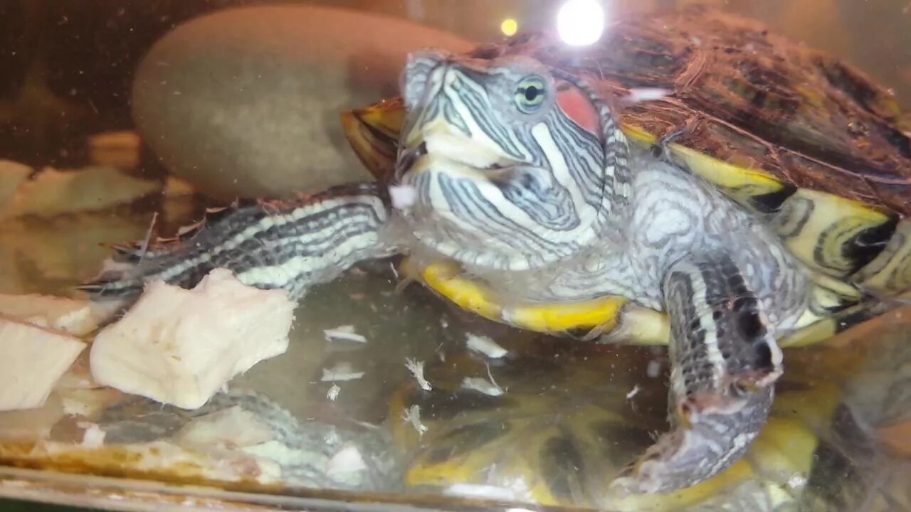 Красноухая черепаха кушает. Красноухая черепаха источник кальция. Что едят красноухие черепахи. Красноухая черепаха защита. Чем можно кормить красноухую
