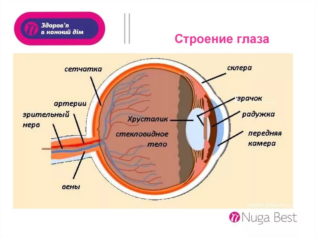 Органы чувств анатомия глаз. Строение органов чувств анатомия. Строение глаза. Орган зрения строение глаза. Глаз орган чувств человека