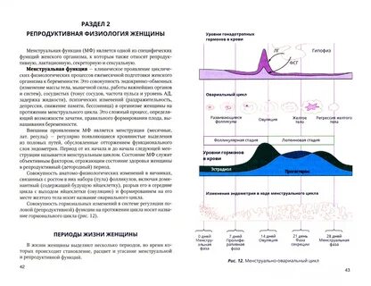 Физиология репродуктивной системы женщины