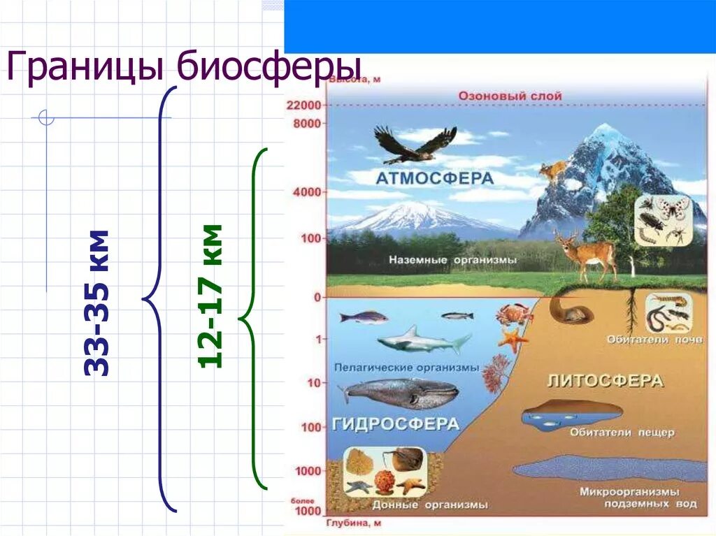 Границы биосферы схема. Биосфера гидросфера атмосфера литосфера схема. Границы биосферы схема 5 класс биология. Состав строение и границы биосферы. Чем определяются границы распространения живых организмов