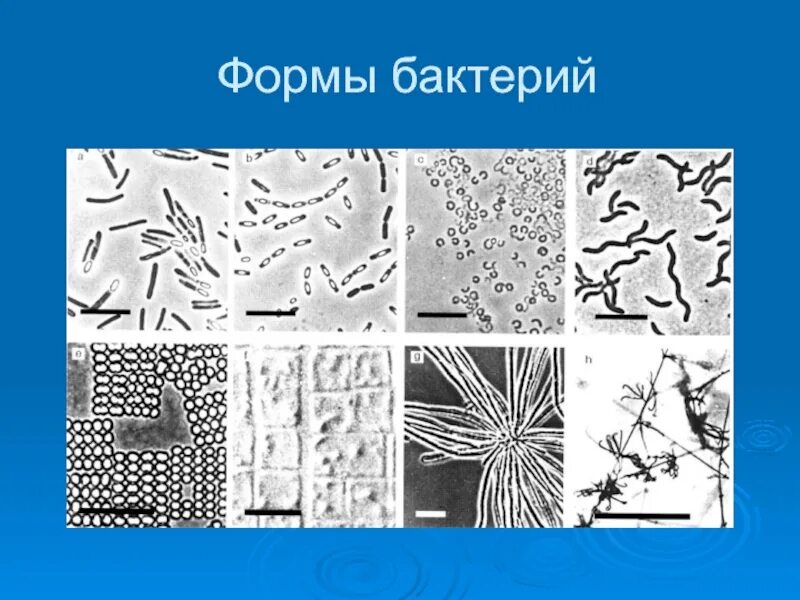 Формы бактерий. Движение бактерий. Левенгук рисунки бактерий. Передвижение бактерий