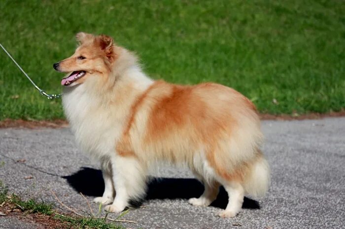 из графского поместья питомник шелти. собака тинкербелл порода. из графского поместья питомник шелти2021. питомник графское поместье. графского поместья шелти.