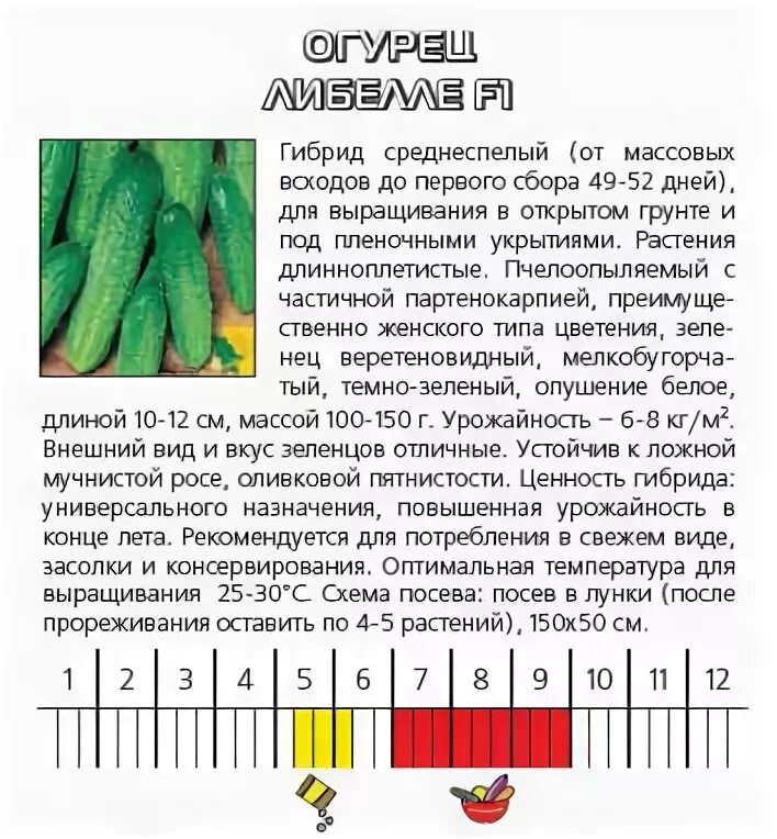 Огурцы температура посадки. Либелле f1 в теплице огурец. Либелле f1 сорт огурцов отзывы. Гладкие сорта огурцов г. Огурцы Либелла описание.