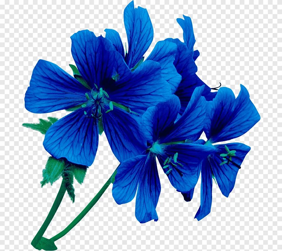 Цветочные png. Блуе Фловер. Цветы без фона. Синие цветы. Цветы на прозрачном фоне.