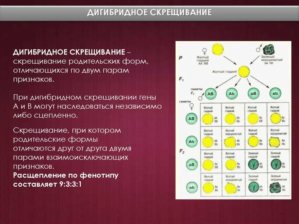 Закономерности дигибридного скрещивания. Дигибридное скрещивание 9 класс биология. Дигибридное скрещивание Тип гамет. Схема генетики дигибридное скрещивание. Схема дигибридного скрещивания гороха.