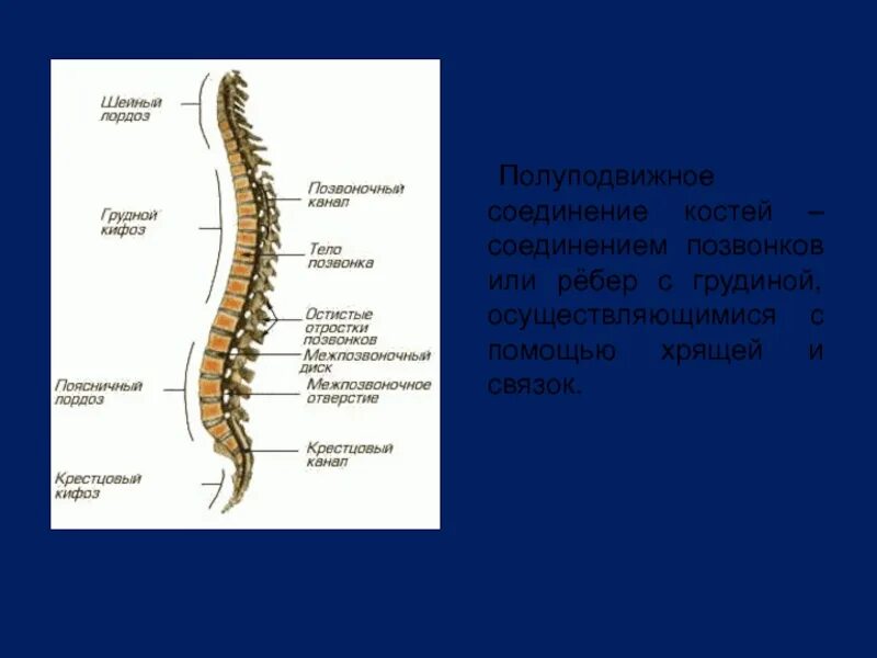 Изгибы костей. Соединения отростков позвонков. Позвоночный столб соединения. Соединение костей позвоночника. Соединения в позвоночном столбе.