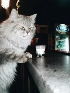 Котики бар астрахань