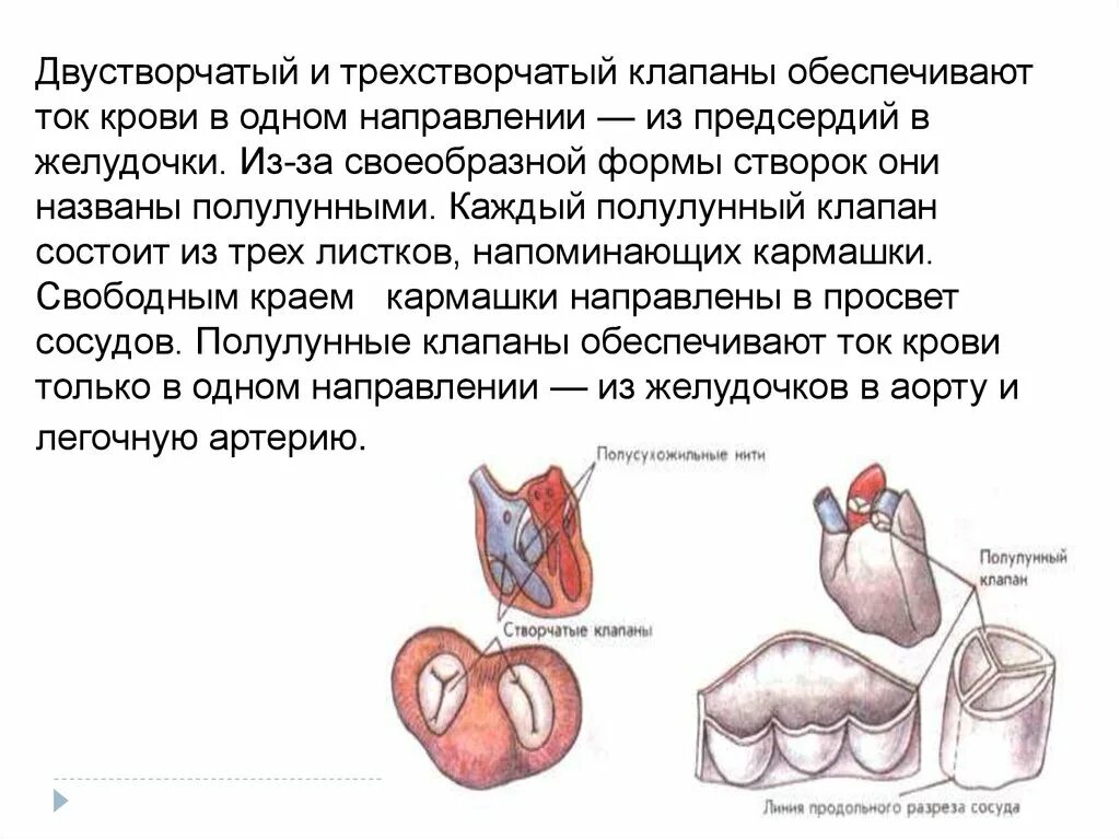 Содержат многочисленные полулунные клапаны