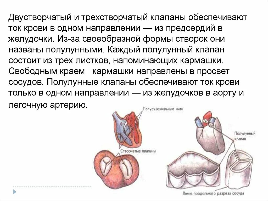 Какую функцию выполняет полулунный клапан. Двустворчатый клапан и трехстворчатый клапан. Трехстворчатый клапан функции. Трикуспидальный клапан сердца функции. Тоехстворчатыц коааан.