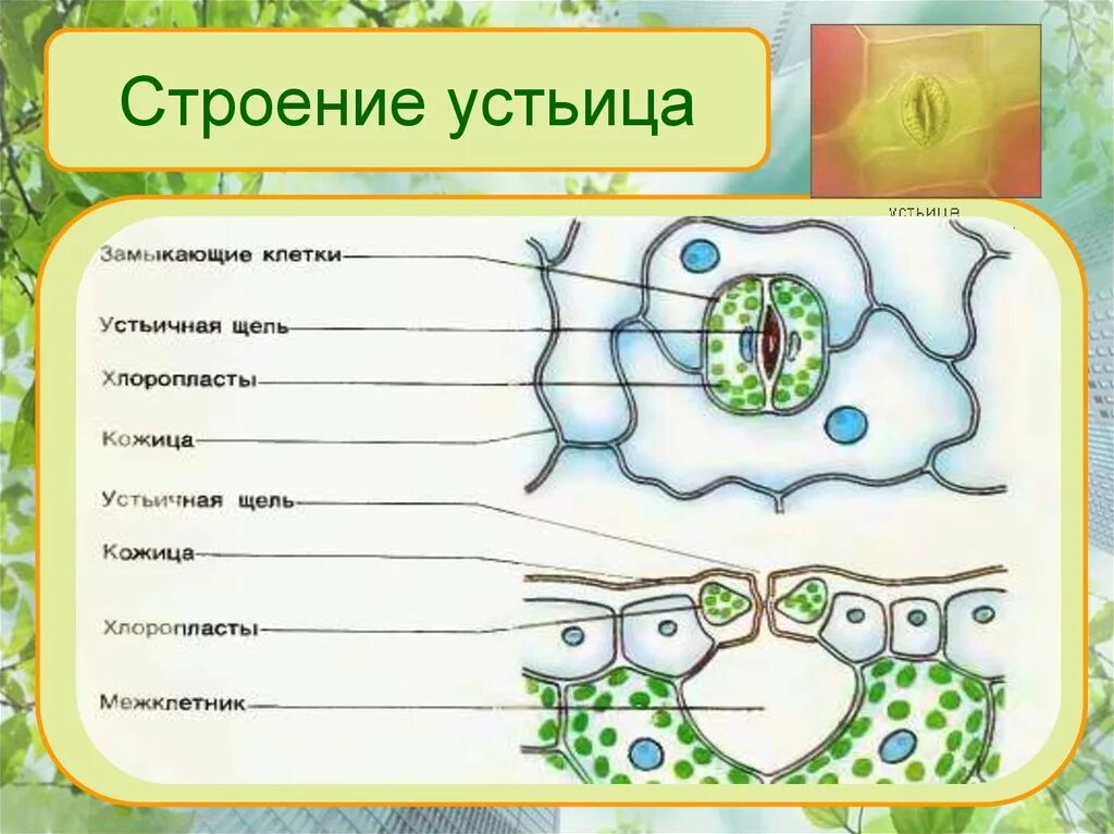 Хлоропласты в устьицах. Строение кожицы устьица. Строение клетки устьица. Замыкающая клетка устьица строение. Строение растения 6 класс биология устьица.