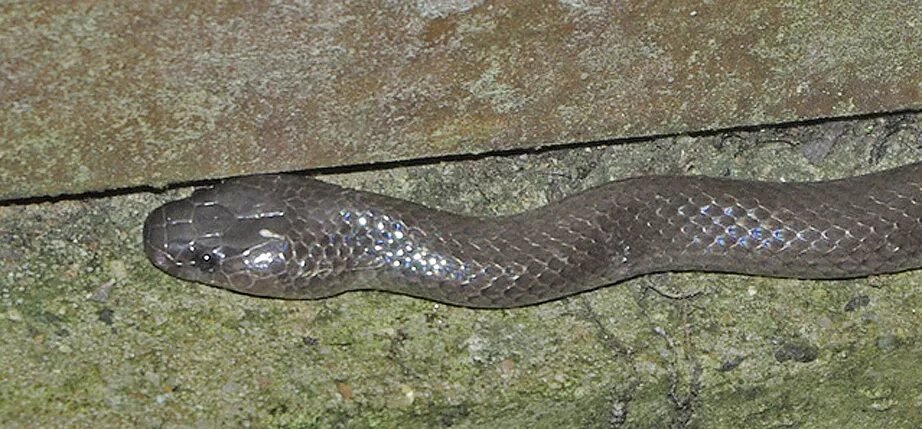 Anguis fragilis - fotografie Reptárium