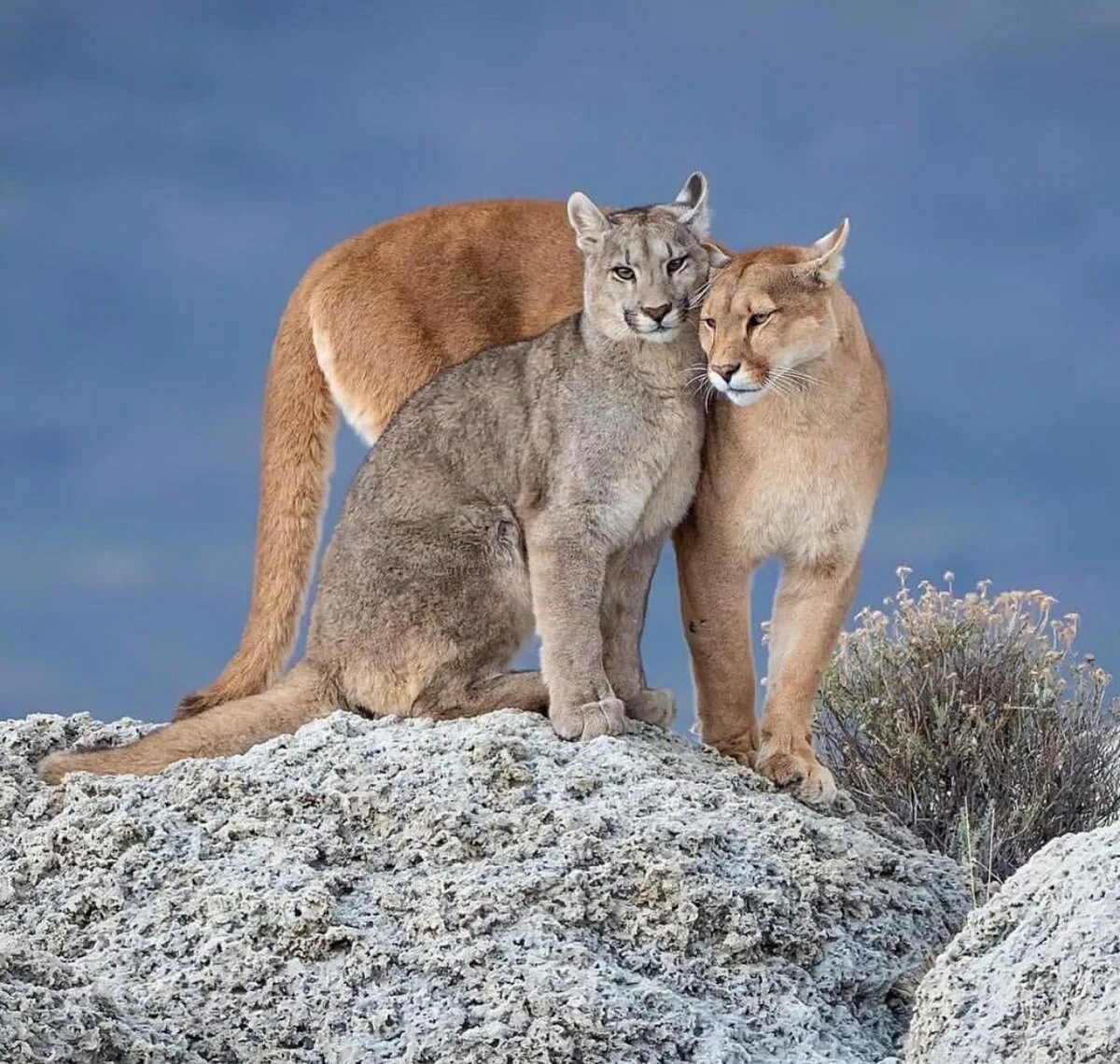 Брачный зов кошки. Североамериканская Пума. Горная Пума. Пума (Puma concolor):. Кугуар горный Лев.