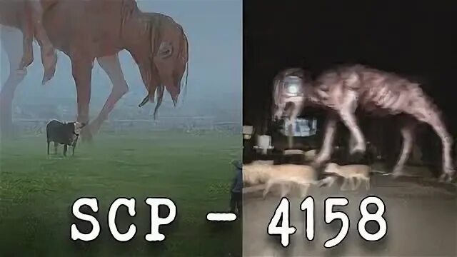 Scp чарли. Биг чарли тревор хендерсон.