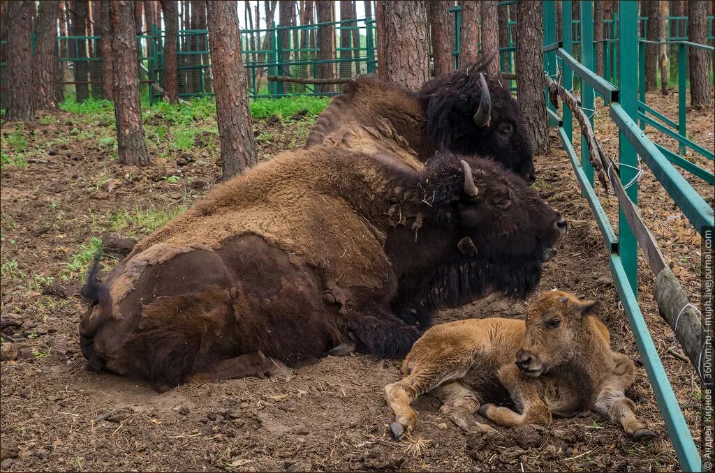 Червленый яр воронеж сайт. Воронежский зоопитомник червленый Яр. Червленый Яр Воронеж. Червонный Яр зоопарк Воронеж. Зоопарк Воронеж червленый Яр.