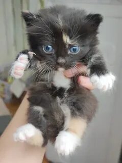 Котенок возраст 3 месяца