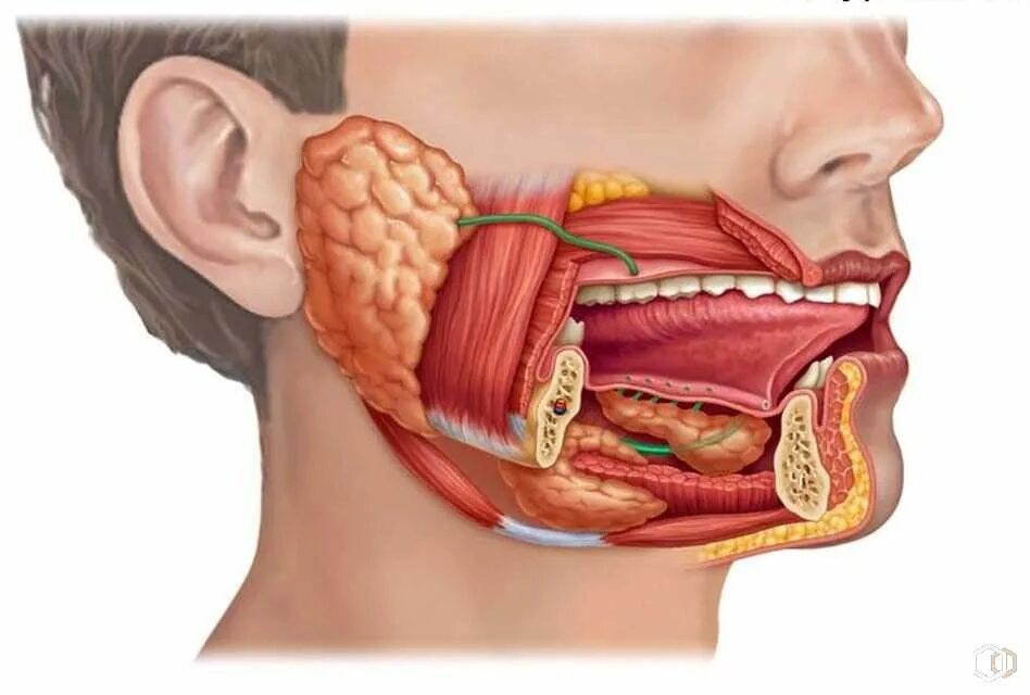 Околоушная слюнные железы анатомия человека. Слюнная околоушная слюнная. Анатомия протока подчелюстной слюнной железы. Проток околоушной железы анатомия. Околоушные подчелюстные железы