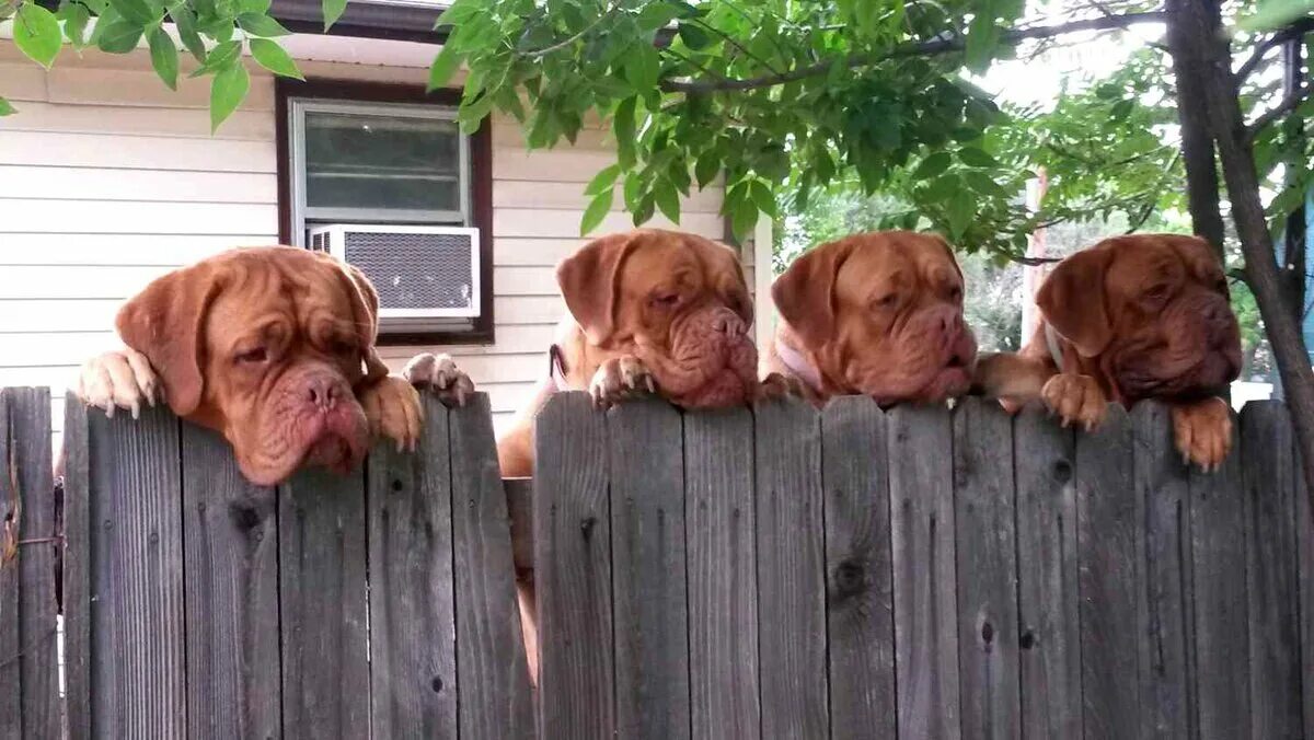 Собачонке было три недели. Собака на заборе. Соседский пес. Три смешные собаки.