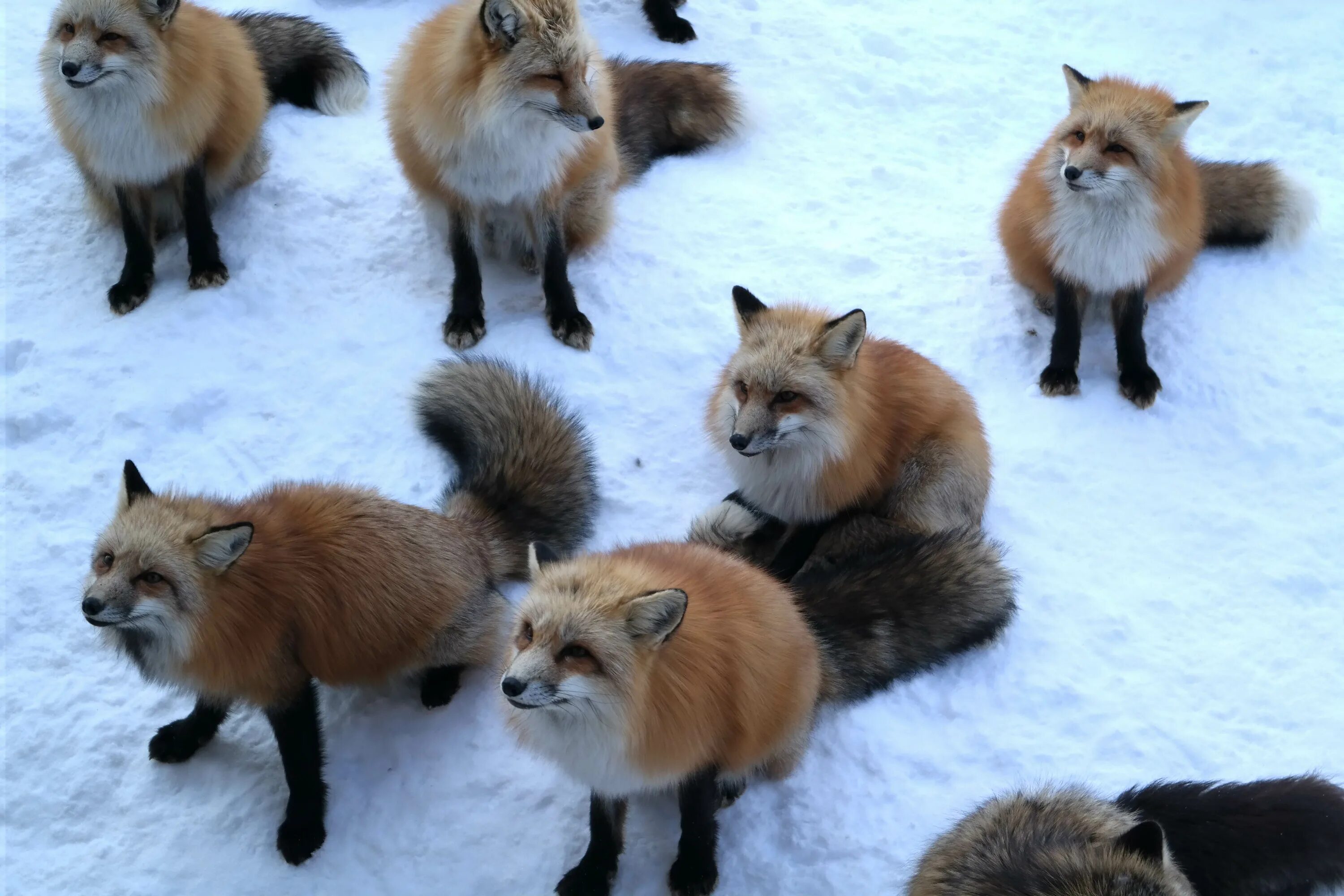 ZAO Fox Village. Стая Лис. Стая лисиц. Стая лисов