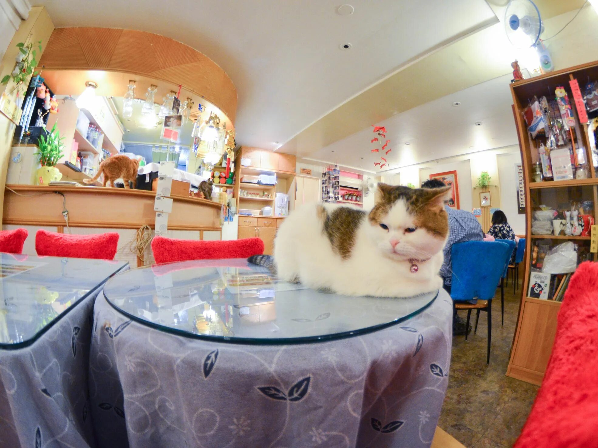 Кэт кафе. Кафе с кошками. Кафе с котами в Пскове. Кафе с котиками в Самаре. Закусочная "кот и пёс".