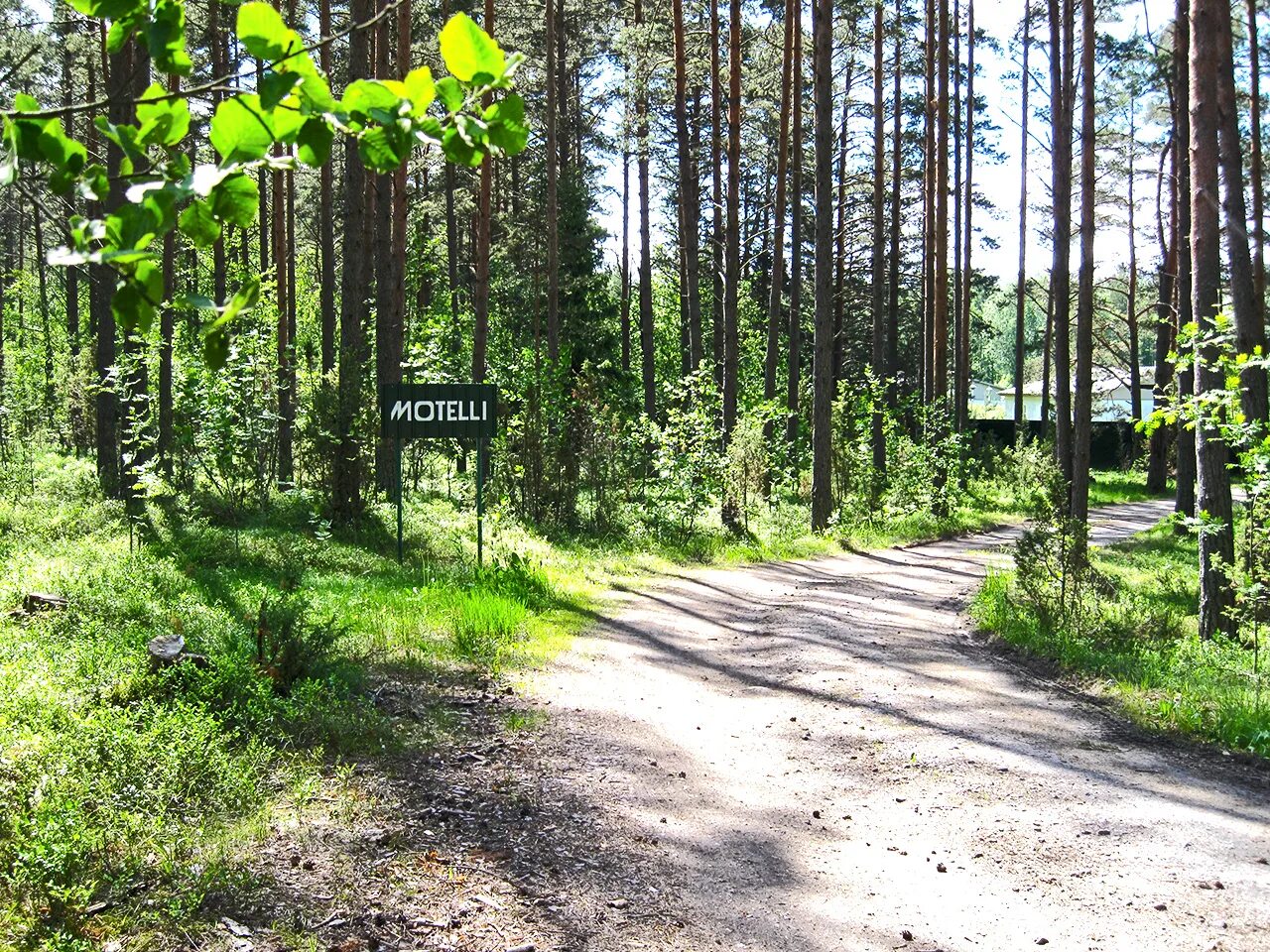 Лесной улице 1а. Тэлмис Приозерск. Приозерские леса. Лесная улица. Лесная дорога в Приозерске.