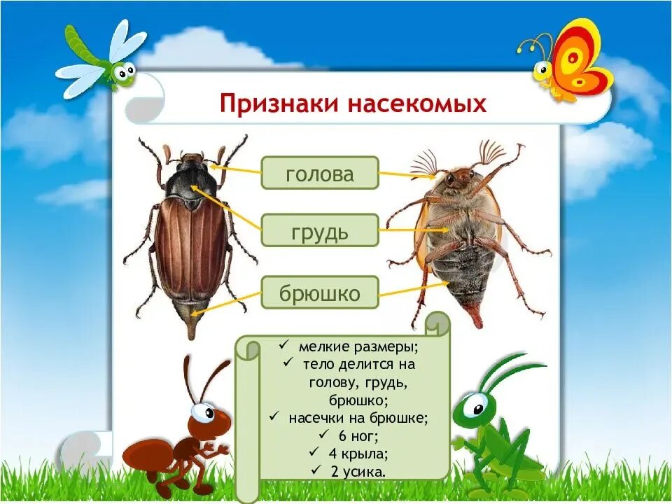 Особенности групп насекомые. Признаки насекомых. Отличительные особенности насекомых. Основной признак насекомых. Отличительные признаки насекомых.